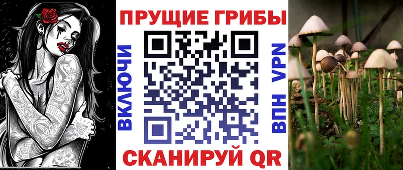 где продают   Камешково  Псилоцибиновые грибы Psilocybe 